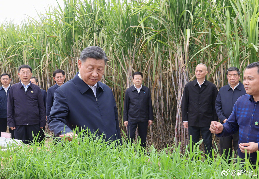 习近平在广西来宾市考察调研